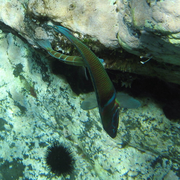 Thalassoma pavo